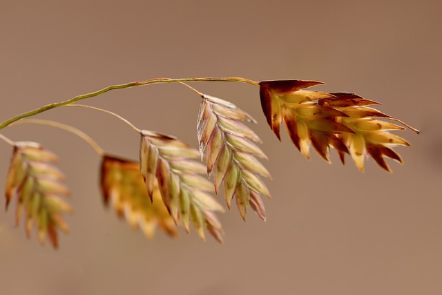 organic oats